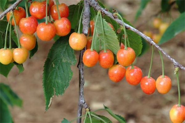櫻桃變質(zhì)了是什么味道 櫻桃怎么看變質(zhì) 櫻桃變質(zhì)了是什么味道 櫻桃怎么看變質(zhì)