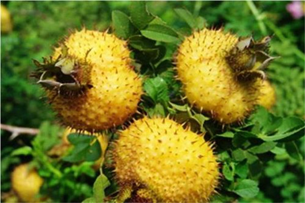 干的刺梨怎么泡水喝 干的刺梨好嗎 干的刺梨怎么泡水喝 干的刺梨好嗎