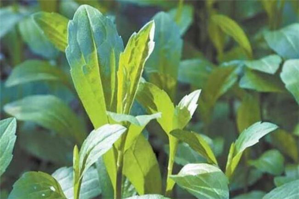 馬蘭頭吃多了會中毒嗎 吃馬蘭頭嘔吐是中毒嗎 馬蘭頭吃多了會中毒嗎 吃馬蘭頭嘔吐是中毒嗎