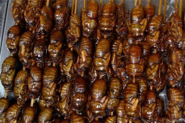 女人吃知了猴好嗎 女人吃知了猴有什么好處 女人吃知了猴好嗎 女人吃知了猴有什么好處