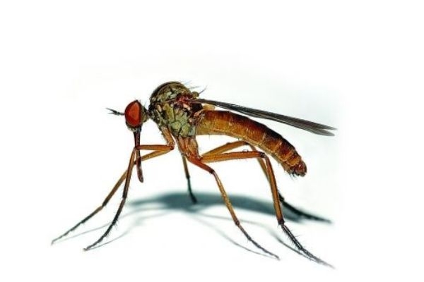 被蚊子叮后出現(xiàn)這些癥狀趕緊處理 怎么有效防蚊 被蚊子叮后出現(xiàn)這些癥狀趕緊處理 怎么有效防蚊