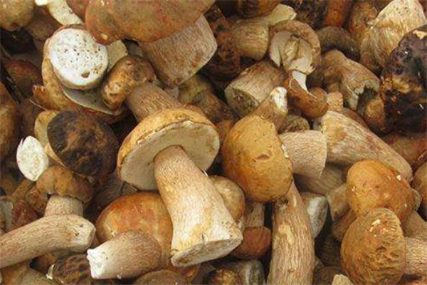 吃牛肝菌中毒什么癥狀 吃牛肝菌中毒怎么辦 吃牛肝菌中毒什么癥狀 吃牛肝菌中毒怎么辦