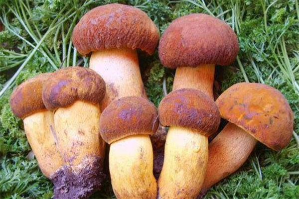 吃牛肝菌中毒什么癥狀 吃牛肝菌中毒怎么辦 吃牛肝菌中毒什么癥狀 吃牛肝菌中毒怎么辦