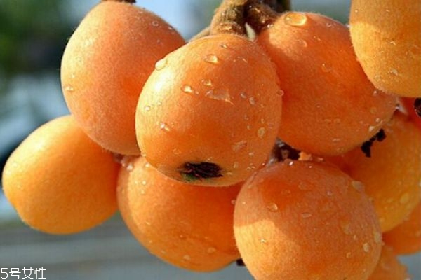 枇杷營養(yǎng)價(jià)值和功效 枇杷的食用功效