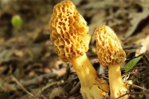 吃羊肚菌會(huì)過敏嗎 羊肚菌過敏癥狀是什么