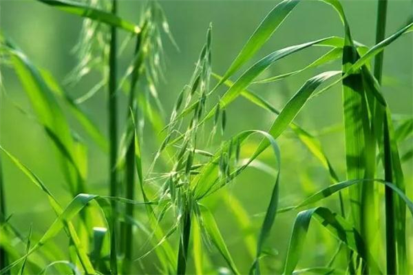 野燕麥是什么 野燕麥的功效與作用 野燕麥是什么 野燕麥的功效與作用
