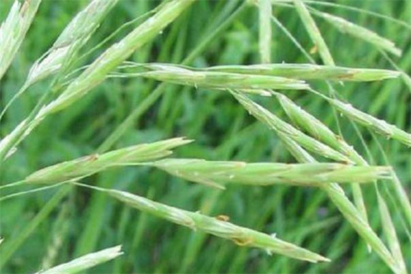 野燕麥是什么 野燕麥的功效與作用 野燕麥是什么 野燕麥的功效與作用