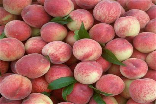 桃子的熱量高嗎 一般來(lái)說(shuō)桃子的熱量不高 桃子的熱量高嗎 一般來(lái)說(shuō)桃子的熱量不高