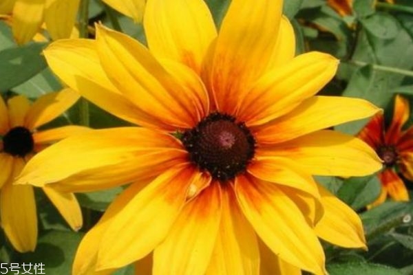 什么是黑心菊呢 黑心菊有什么作用呢 什么是黑心菊呢 黑心菊有什么作用呢