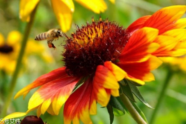 什么是黑心菊呢 黑心菊有什么作用呢 什么是黑心菊呢 黑心菊有什么作用呢