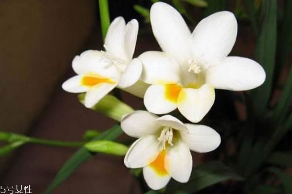 什么是星辰花呢 星辰花的生長環(huán)境是怎么樣的呢 什么是星辰花呢 星辰花的生長環(huán)境是怎么樣的呢