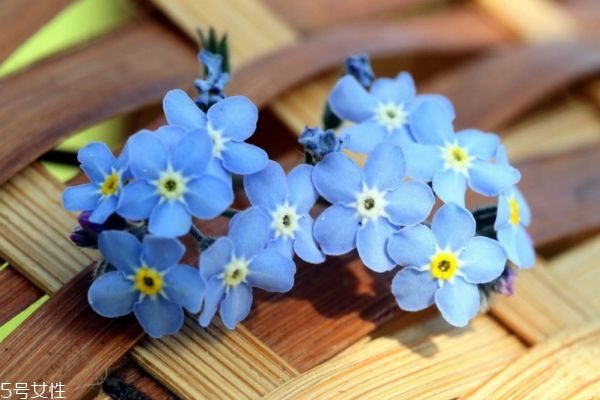 什么是星辰花呢 星辰花的生長環(huán)境是怎么樣的呢 什么是星辰花呢 星辰花的生長環(huán)境是怎么樣的呢