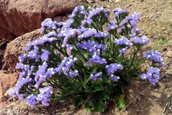 什么是星辰花呢 星辰花的生長環(huán)境是怎么樣的呢 什么是星辰花呢 星辰花的生長環(huán)境是怎么樣的呢