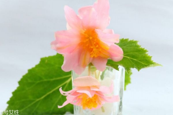 海棠花生長在什么環(huán)境里呢 海棠花主要分布在哪里呢 海棠花生長在什么環(huán)境里呢 海棠花主要分布在哪里呢