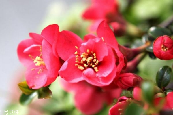 海棠花生長在什么環(huán)境里呢 海棠花主要分布在哪里呢 海棠花生長在什么環(huán)境里呢 海棠花主要分布在哪里呢