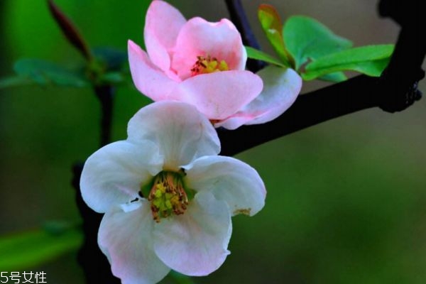 海棠花生長在什么環(huán)境里呢 海棠花主要分布在哪里呢 海棠花生長在什么環(huán)境里呢 海棠花主要分布在哪里呢