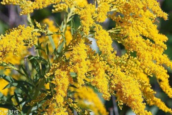 什么是麒麟草呢 麒麟草有什么作用呢 什么是麒麟草呢 麒麟草有什么作用呢