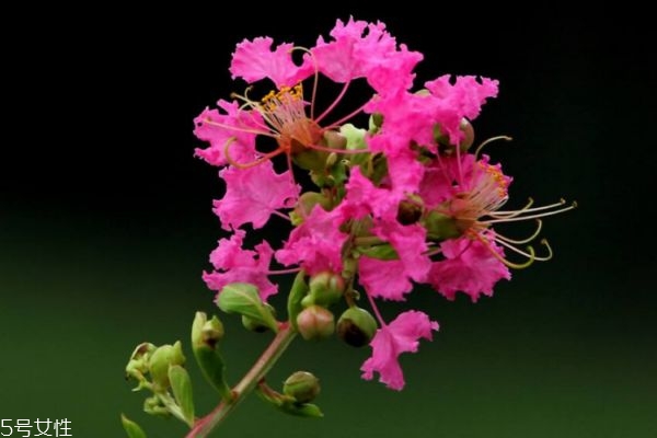 紫薇花的花語(yǔ)是什么呢 紫薇花應(yīng)該怎么種植呢 紫薇花的花語(yǔ)是什么呢 紫薇花應(yīng)該怎么種植呢