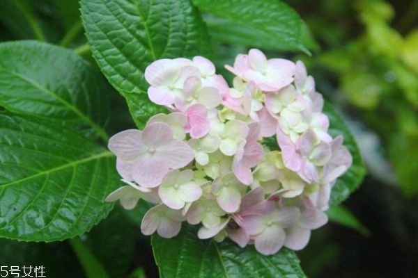什么是繡球花呢 繡球花有什么作用呢 什么是繡球花呢 繡球花有什么作用呢