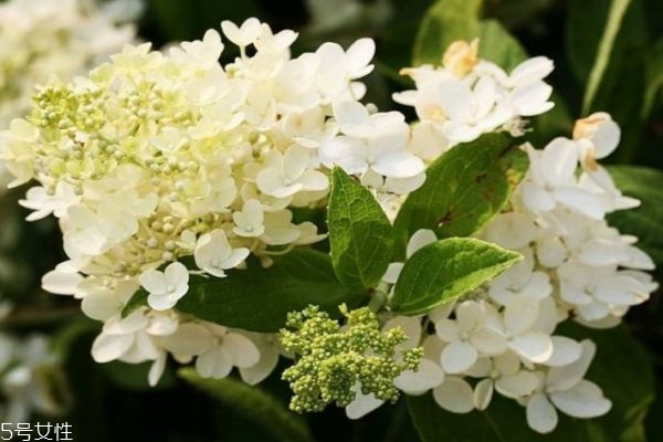 繡球花的花語(yǔ)是什么呢 繡球花一共有幾種顏色呢 繡球花的花語(yǔ)是什么呢 繡球花一共有幾種顏色呢