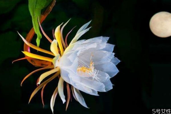 什么是曇花呢 曇花有什么作用嗎 什么是曇花呢 曇花有什么作用嗎