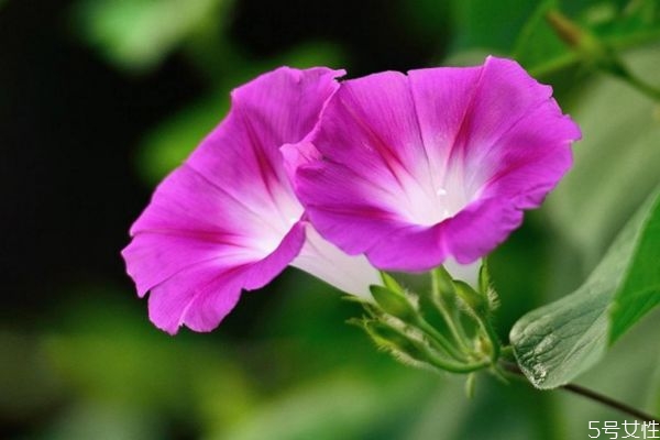 牽牛花的花語(yǔ)是什么呢 牽?；ǖ姆N植要注意什么呢