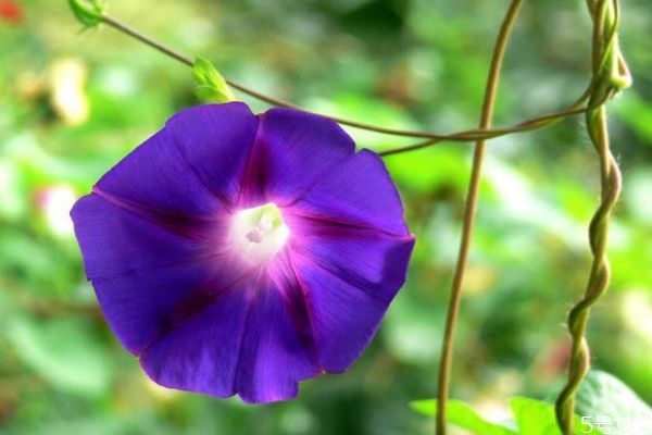牽牛花的花語(yǔ)是什么呢 牽?；ǖ姆N植要注意什么呢