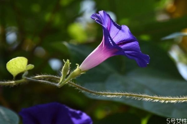 牽牛花的花語(yǔ)是什么呢 牽?；ǖ姆N植要注意什么呢
