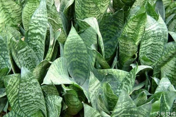 什么是虎尾蘭呢 虎尾蘭有什么作用呢 什么是虎尾蘭呢 虎尾蘭有什么作用呢