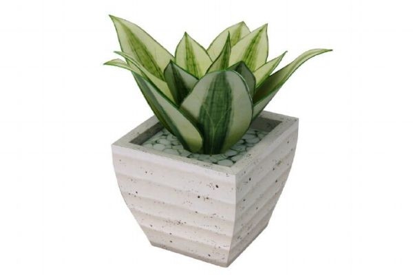 什么是虎尾蘭呢 虎尾蘭有什么作用呢 什么是虎尾蘭呢 虎尾蘭有什么作用呢