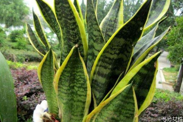 什么是虎尾蘭呢 虎尾蘭有什么作用呢 什么是虎尾蘭呢 虎尾蘭有什么作用呢