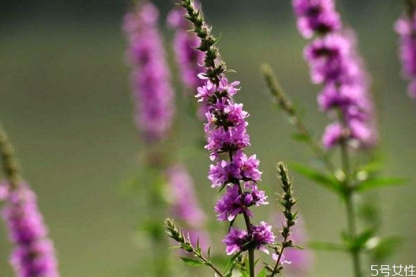 什么花的香味可以安神呢 薰衣草的香味有什么用呢 什么花的香味可以安神呢 薰衣草的香味有什么用呢