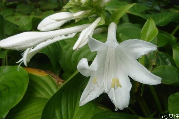 玉簪花會開花嗎 玉簪花的種植有什么注意的呢 玉簪花會開花嗎 玉簪花的種植有什么注意的呢