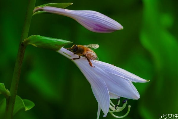 玉簪花會開花嗎 玉簪花的種植有什么注意的呢 玉簪花會開花嗎 玉簪花的種植有什么注意的呢