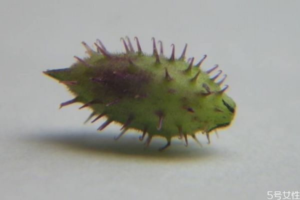 蒼耳是一種什么植物呢 蒼耳有什么作用呢 蒼耳是一種什么植物呢 蒼耳有什么作用呢