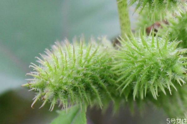 蒼耳是一種什么植物呢 蒼耳有什么作用呢 蒼耳是一種什么植物呢 蒼耳有什么作用呢