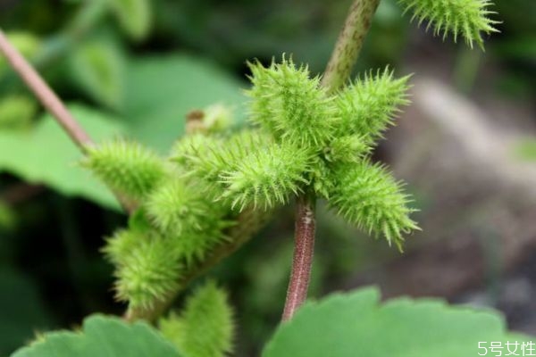 蒼耳是一種什么植物呢 蒼耳有什么作用呢 蒼耳是一種什么植物呢 蒼耳有什么作用呢