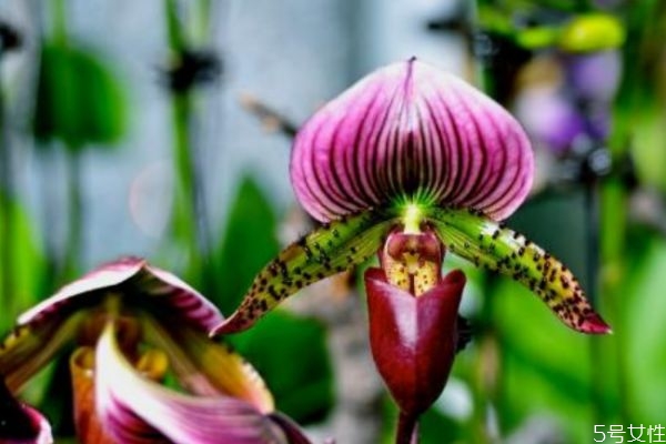 兜蘭是一種什么植物呢 兜蘭有什么作用呢 兜蘭是一種什么植物呢 兜蘭有什么作用呢