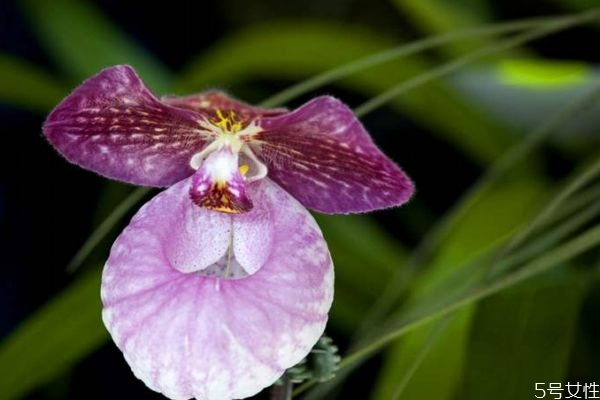 兜蘭是一種什么植物呢 兜蘭有什么作用呢 兜蘭是一種什么植物呢 兜蘭有什么作用呢