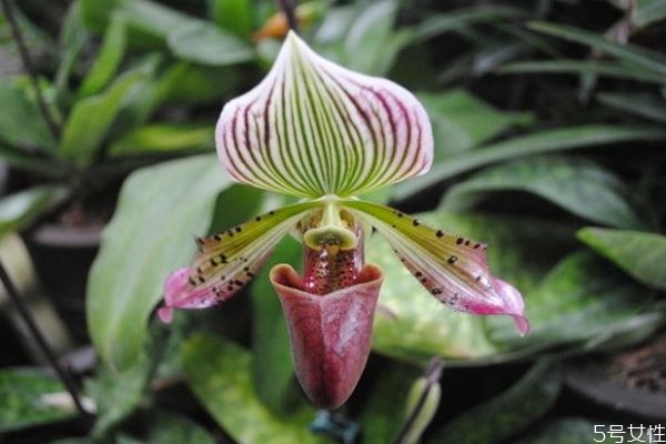 兜蘭的花語是什么呢 兜蘭有毒嗎 兜蘭的花語是什么呢 兜蘭有毒嗎