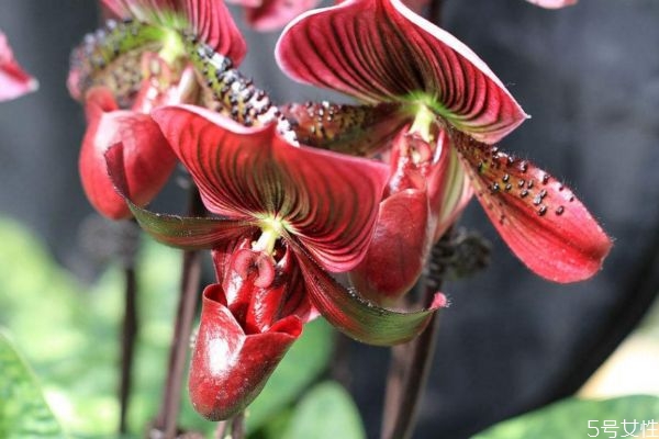 兜蘭的花語是什么呢 兜蘭有毒嗎 兜蘭的花語是什么呢 兜蘭有毒嗎