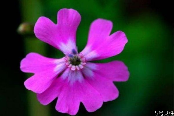 矮雪輪是一種什么植物呢 矮雪輪有什么作用呢 矮雪輪是一種什么植物呢 矮雪輪有什么作用呢