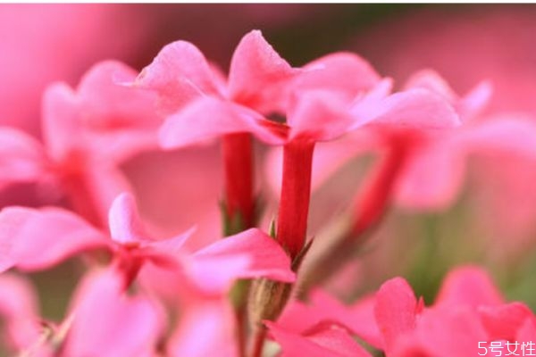 矮雪輪是一種什么植物呢 矮雪輪有什么作用呢 矮雪輪是一種什么植物呢 矮雪輪有什么作用呢