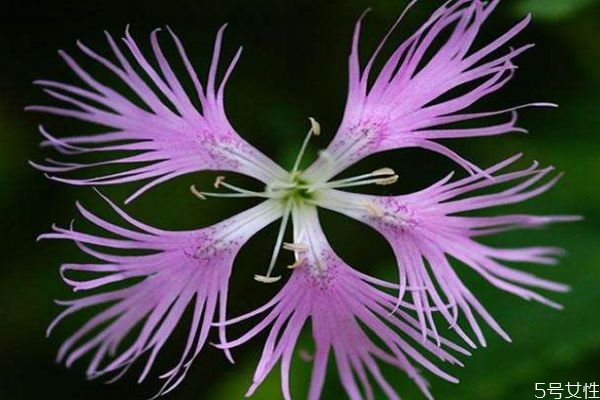 瞿麥是一種什么植物呢 瞿麥有什么作用呢 瞿麥是一種什么植物呢 瞿麥有什么作用呢