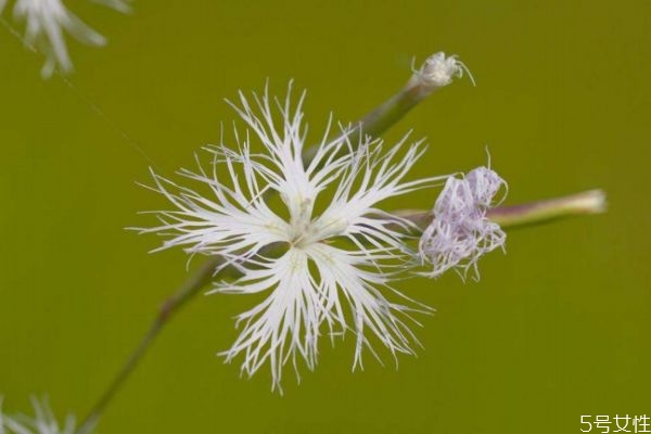 瞿麥是一種什么植物呢 瞿麥有什么作用呢 瞿麥是一種什么植物呢 瞿麥有什么作用呢