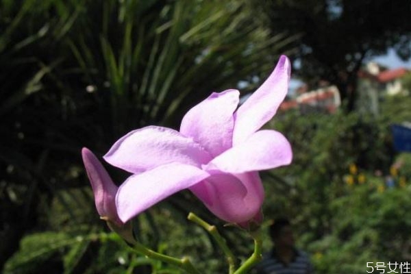 桉葉藤是一種什么植物呢 桉葉藤有什么作用呢 桉葉藤是一種什么植物呢 桉葉藤有什么作用呢