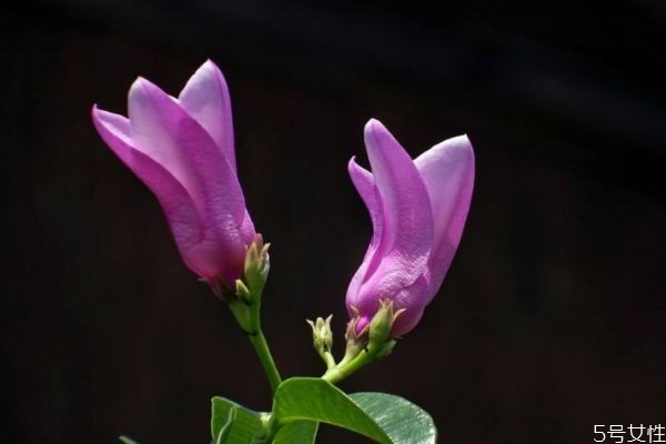 桉葉藤是一種什么植物呢 桉葉藤有什么作用呢 桉葉藤是一種什么植物呢 桉葉藤有什么作用呢