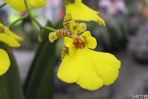 文心蘭是一種什么植物呢 文心蘭的作用有什么呢 文心蘭是一種什么植物呢 文心蘭的作用有什么呢