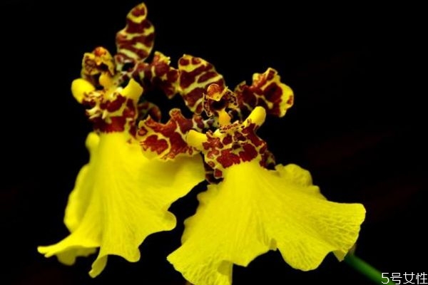 文心蘭是一種什么植物呢 文心蘭的作用有什么呢 文心蘭是一種什么植物呢 文心蘭的作用有什么呢