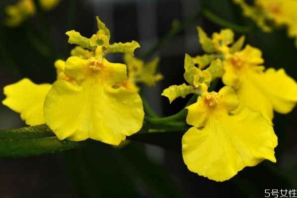 文心蘭的花語是什么呢 文心蘭種植需要注意什么呢 文心蘭的花語是什么呢 文心蘭種植需要注意什么呢